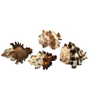 Vintage Murex Shells 4pc Set Natural Decorative Collectors Specimen for Decor